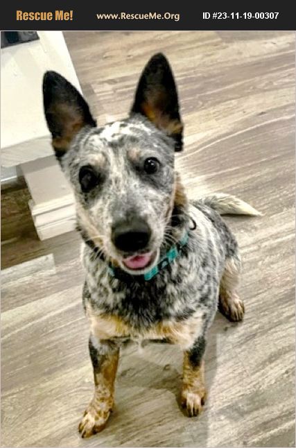 ADOPT 23111900307 ~ Australian Cattle Dog Rescue ~ Anaheim , CA