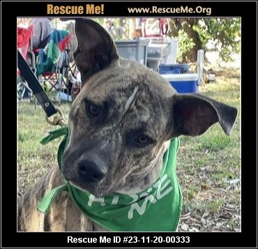 - Connecticut Dog Rescue - ADOPTIONS - Rescue Me!