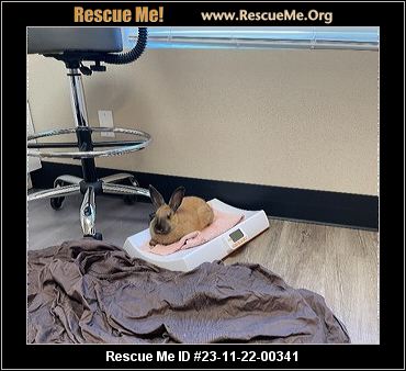 - Washington Rabbit Rescue - ADOPTIONS - Rescue Me!