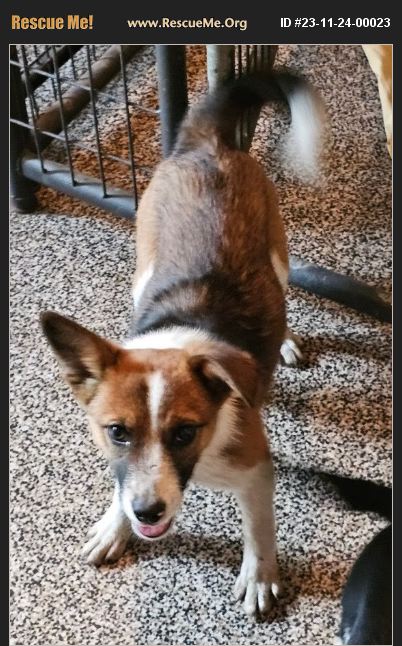 ADOPT 23112400023 ~ Corgi Rescue ~ Thompson Falls, MT