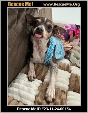 - Florida Fox Terrier Rescue - ADOPTIONS - Rescue Me!