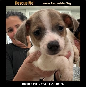 - Florida Fox Terrier Rescue - ADOPTIONS - Rescue Me!