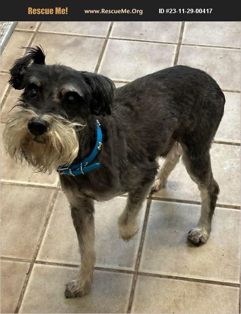 ADOPT 23112900417 ~ Schnauzer Rescue ~ Titusville, FL