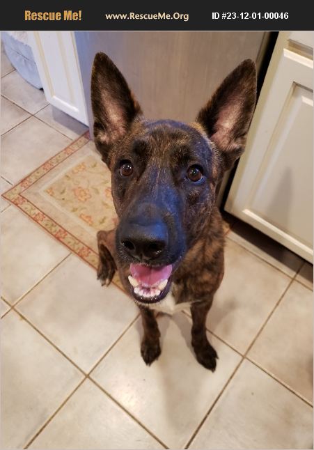 ADOPT 23120100046 ~ Dutch Shepherd Rescue ~ Powder Springs, GA