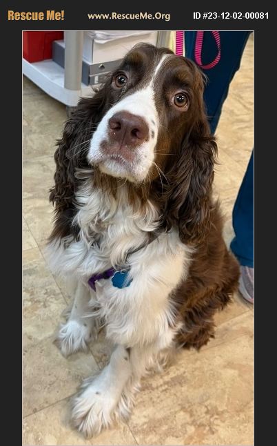 ADOPT 23120200081 ~ English Springer Spaniel Rescue ~ Thompson Falls, MT