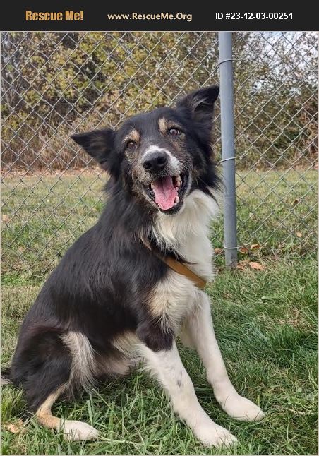 ADOPT 23120300251 ~ Border Collie Rescue ~ Somerset, KY