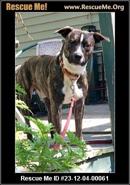 - Connecticut Dog Rescue - ADOPTIONS - Rescue Me!