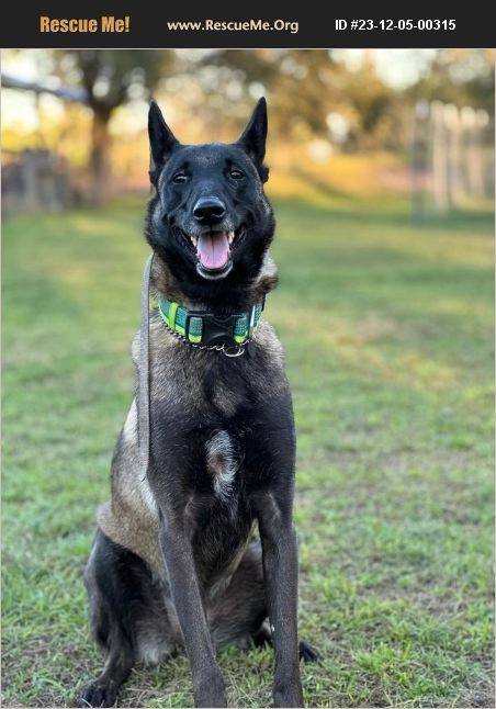 ADOPT 23120500315 ~ Belgian Malinois Rescue ~ WINTER SPRINGS, FL