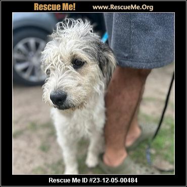 - Texas Poodle Rescue - ADOPTIONS - Rescue Me!