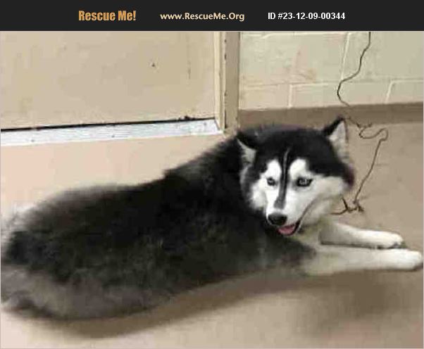 ADOPT 23120900344 ~ Alaskan Malamute Rescue ~ Ellenwood, GA