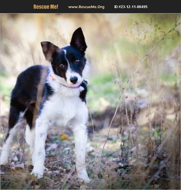 ADOPT 23121100495 ~ Border Collie Rescue ~ Englewood, CO