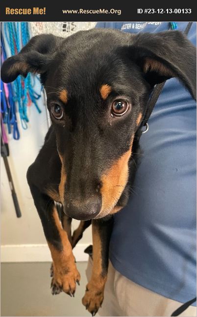 ADOPT 23121300133 ~ Doberman Pinscher Rescue ~ Salt Lake City, UT