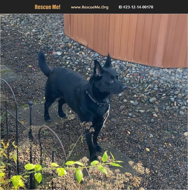ADOPT 23121400170 ~ Schipperke Rescue ~ OREGON CITY, OR