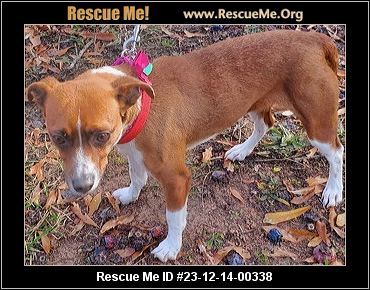- Connecticut Dog Rescue - ADOPTIONS - Rescue Me!