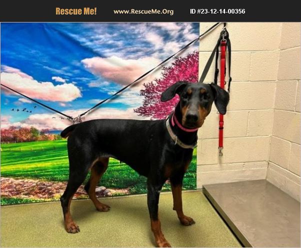 ADOPT 23121400356 ~ Doberman Pinscher Rescue ~ Moreno Valley, CA