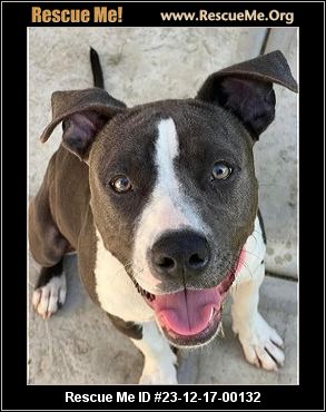 - California Pit Bull Rescue - ADOPTIONS - Rescue Me!