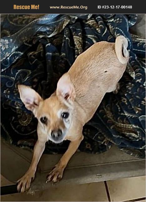 ADOPT 23121700148 ~ Chihuahua Rescue ~ Seattle, WA