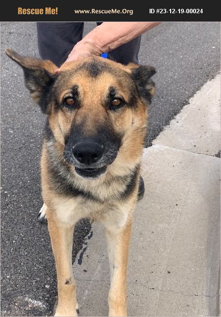 ADOPT 23121900024 ~ German Shepherd Rescue ~ Phoenix, AZ