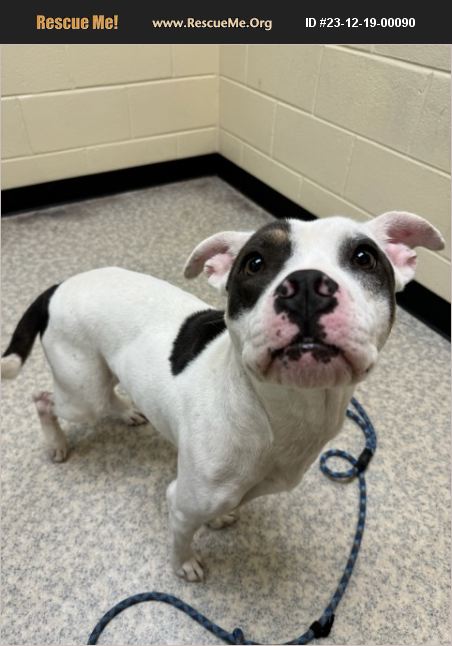 ADOPT 23121900090 ~ American Bulldog Rescue ~ Wilmington, NC