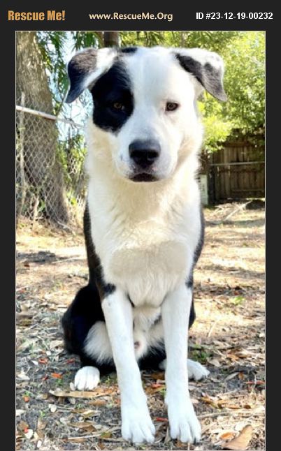 ADOPT 23121900232 ~ Australian Shepherd Rescue ~ Orlando, FL