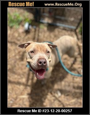 - Florida American Staffordshire Terrier Rescue - ADOPTIONS - Rescue Me!
