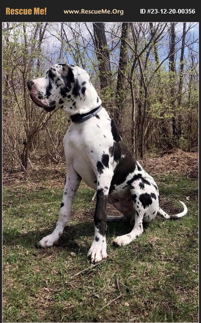 ADOPT 23122000356 ~ Great Dane Rescue ~ Romulus, MI