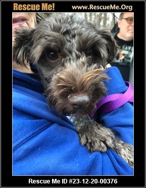 - Illinois Schnauzer Rescue - ADOPTIONS - Rescue Me!