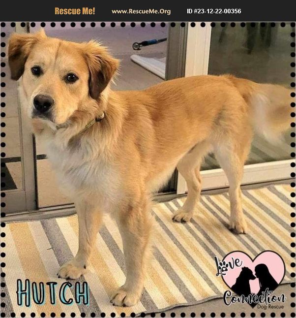 ADOPT 23122200356 ~ Golden Retriever Rescue ~ Gilbert, AZ