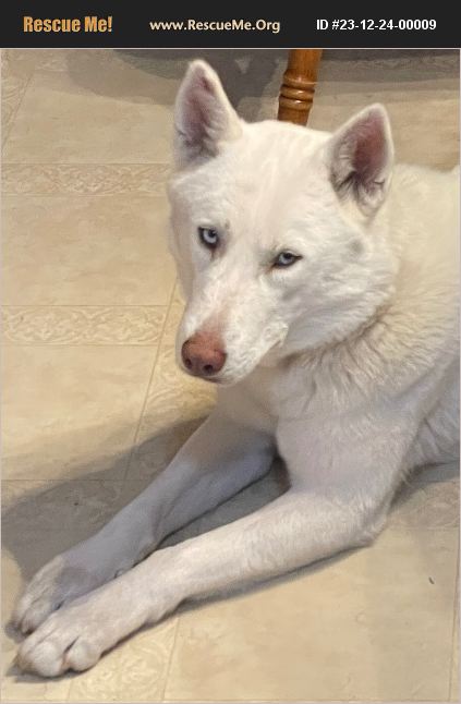 ADOPT 23122400009 ~ Siberian Husky Rescue ~ Hueytown, AL