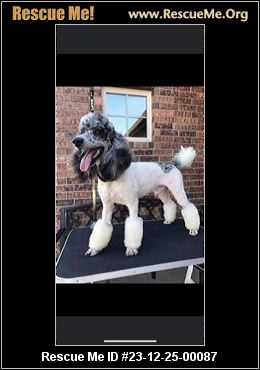 - Tennessee Poodle Rescue - ADOPTIONS - Rescue Me!