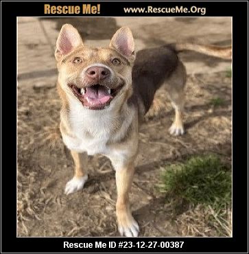 - Montana Dog Rescue - ADOPTIONS - Rescue Me!