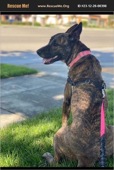 ADOPT 23122800398 ~ Belgian Malinois Rescue ~ Fresno, CA