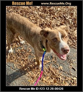 - Connecticut Dog Rescue - ADOPTIONS - Rescue Me!