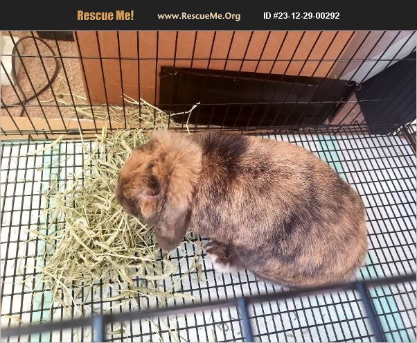 Fort Ord Rabbits ADOPT 23122900292 ~ Rabbit Rescue ~ Fort Collins, CO