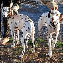 Dalmatian rescue hot sale ma