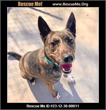 - Connecticut Dog Rescue - ADOPTIONS - Rescue Me!