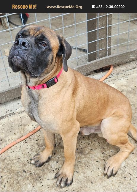 ADOPT 23123000202 ~ Mastiff Rescue ~ Martinsville, IN