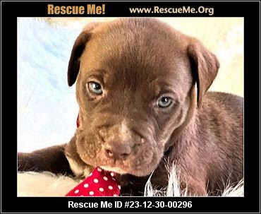 - Georgia American Bulldog Rescue - ADOPTIONS - Rescue Me!