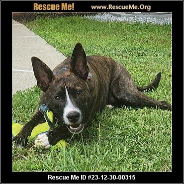 - Virginia Dog Rescue - ADOPTIONS - Rescue Me!