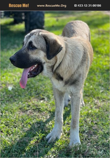 ADOPT 23123100186 ~ Anatolian Shepherd Rescue ~ Kountze, TX