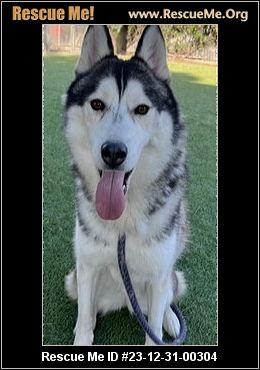 - California Siberian Husky Rescue - ADOPTIONS - Rescue Me!