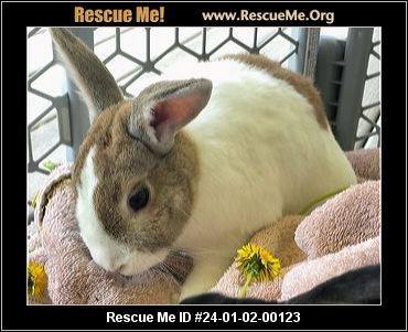 - Ohio Rabbit Rescue - ADOPTIONS - Rescue Me!