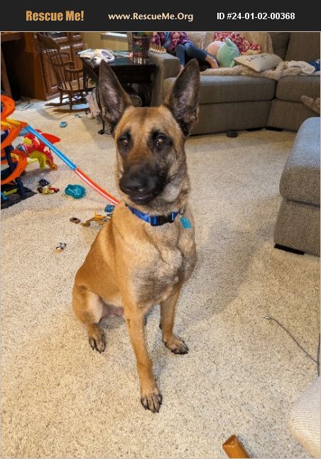 ADOPT 24010200368 ~ Belgian Malinois Rescue ~ Auburn, WA