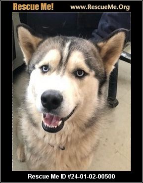 - Colorado Siberian Husky Rescue - ADOPTIONS - Rescue Me!