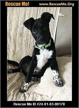 - New Jersey Dog Rescue - ADOPTIONS - Rescue Me!