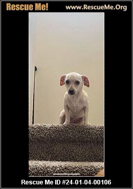 - Florida Chihuahua Rescue - ADOPTIONS - Rescue Me!