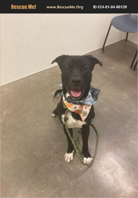 ADOPT 24010400120 ~ Lab Rescue ~ PHOENIX, AZ