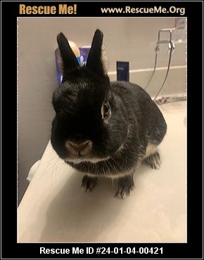 - Pennsylvania Rabbit Rescue - ADOPTIONS - Rescue Me!
