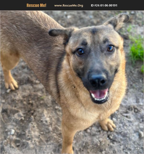 ADOPT 24010600191 ~ German Shepherd Rescue ~ , FL