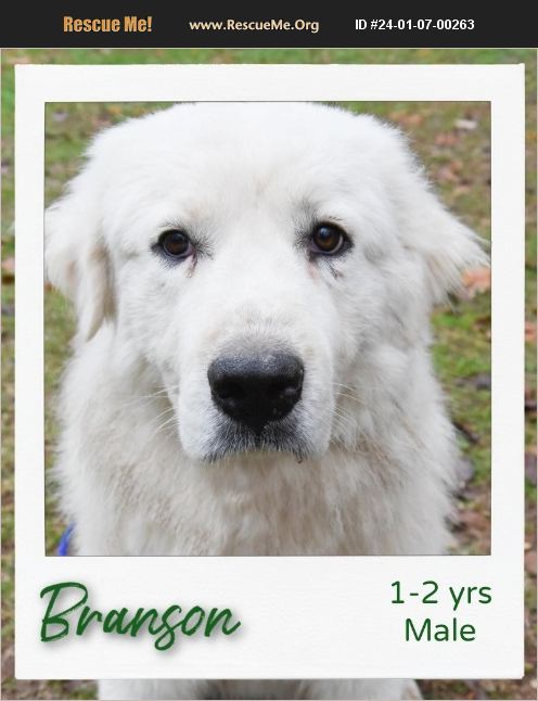 ADOPT 24010700263 ~ Great Pyrenees Rescue ~ Hinesburg, VT